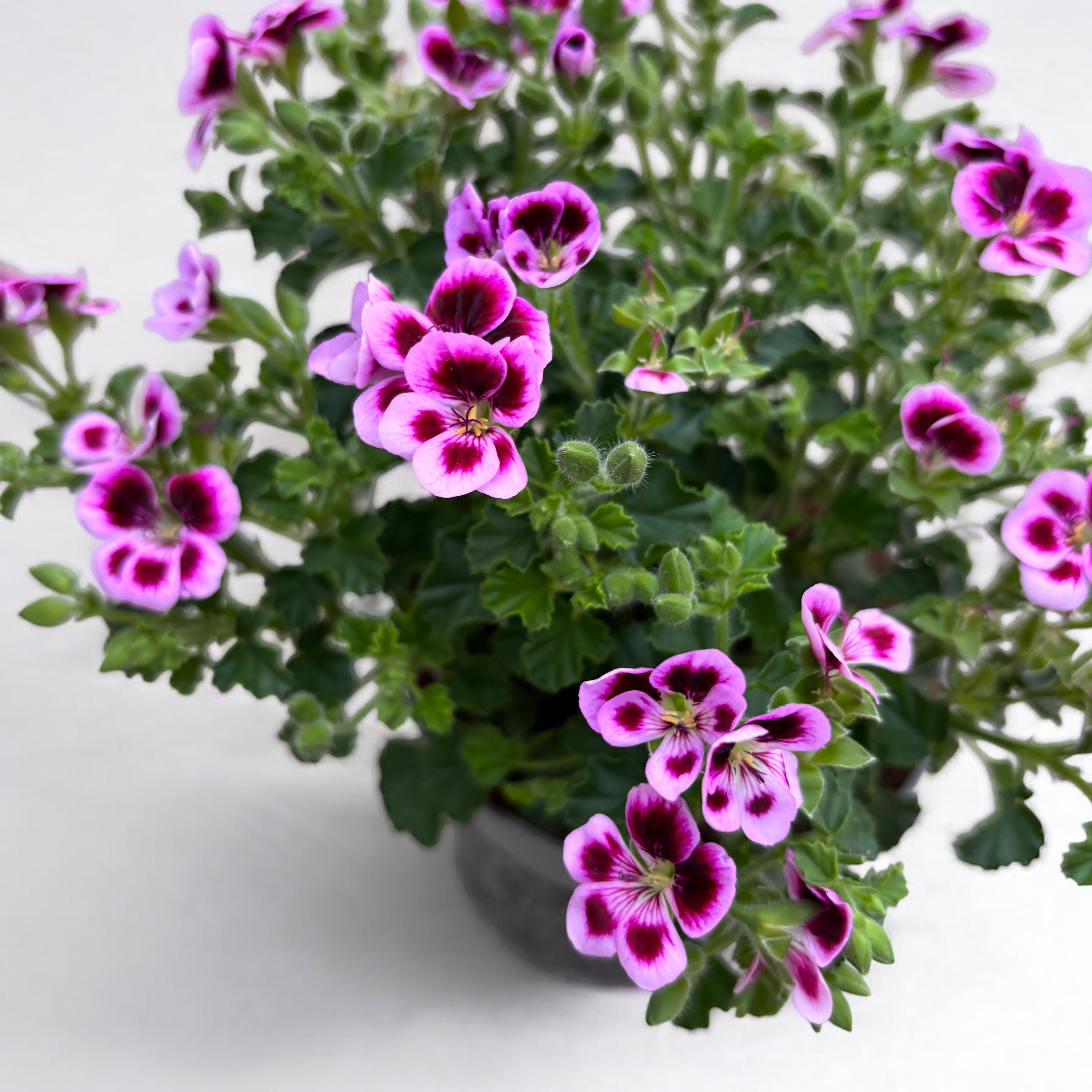 Muscate antitantari parfumate  - Pelargonium ‘Angel Parfum Jady’