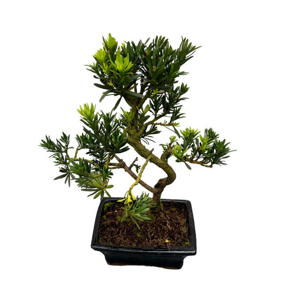 Bonsai Podocarpus (S-Form)