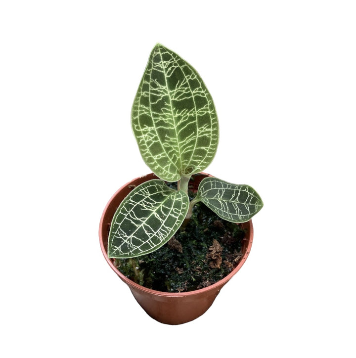 Macodes petola (Jewel Orchid)