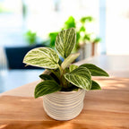 Philodendron Birkin (White Wave) *babyplant