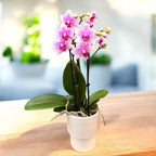Phalaenopsis Anthura Rotterdam