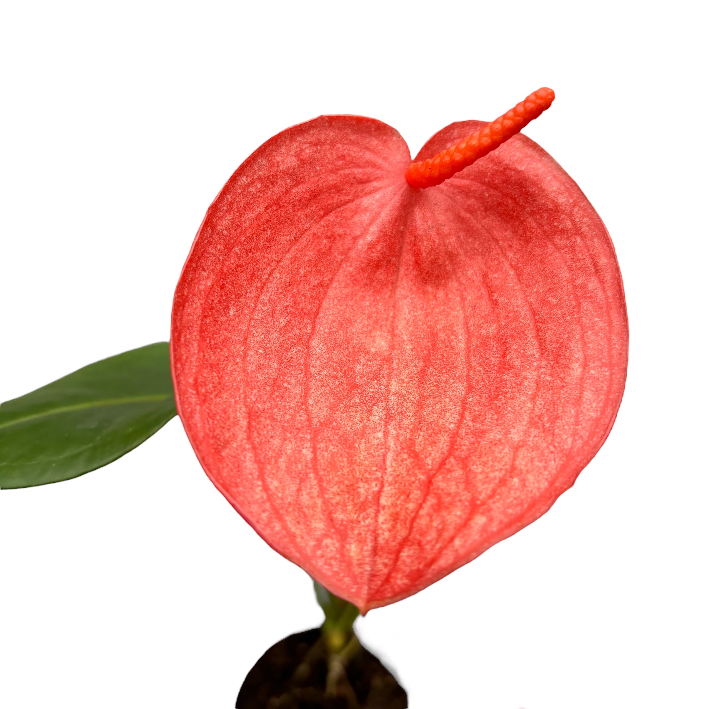 Anthurium scherzerianum spotted