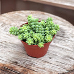 Sedum burrito (Oslí ocásek)