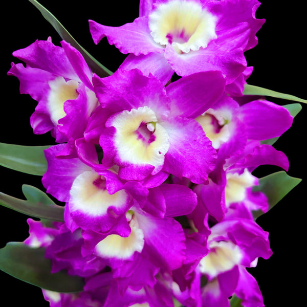 Dendrobium Wonderful Romance - fragrant