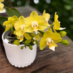 Phalaenopsis Table Lemon (Allura Songbird)