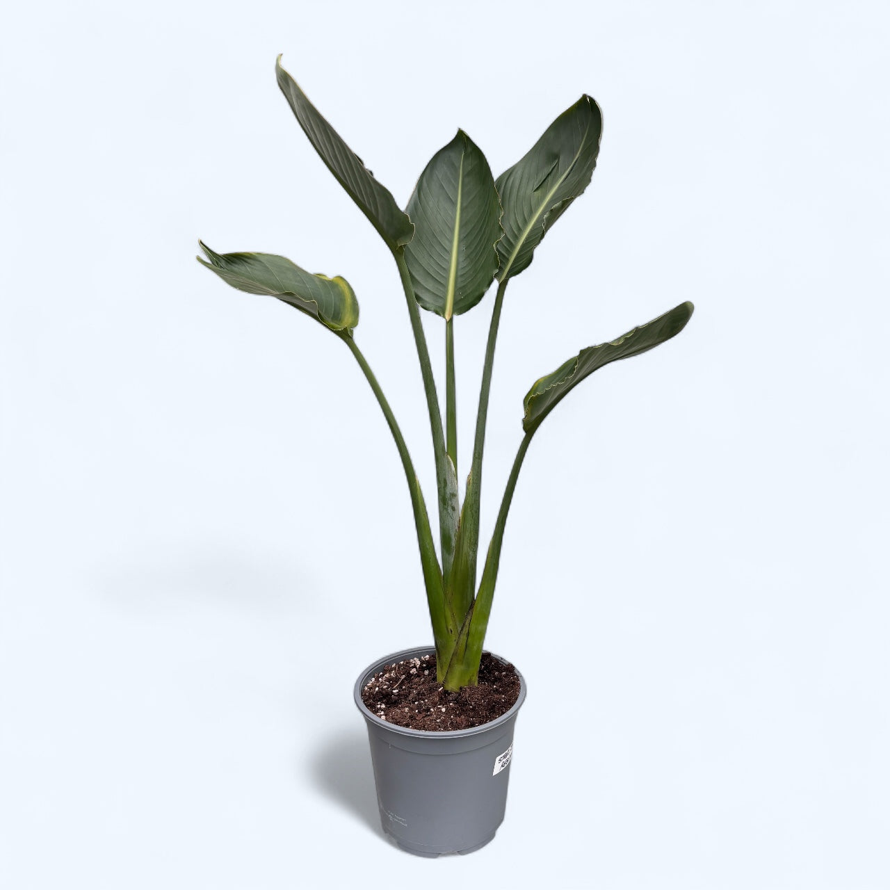 Strelitzia reginae - exemplare mari