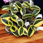 Phalaenopsis Sogo Vivien 'SOGO F858' (variegata & peloric) - strong variegation