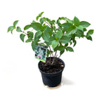 Hortensie arbustiva roz - Hydrangea paniculata 'Pink Lady'