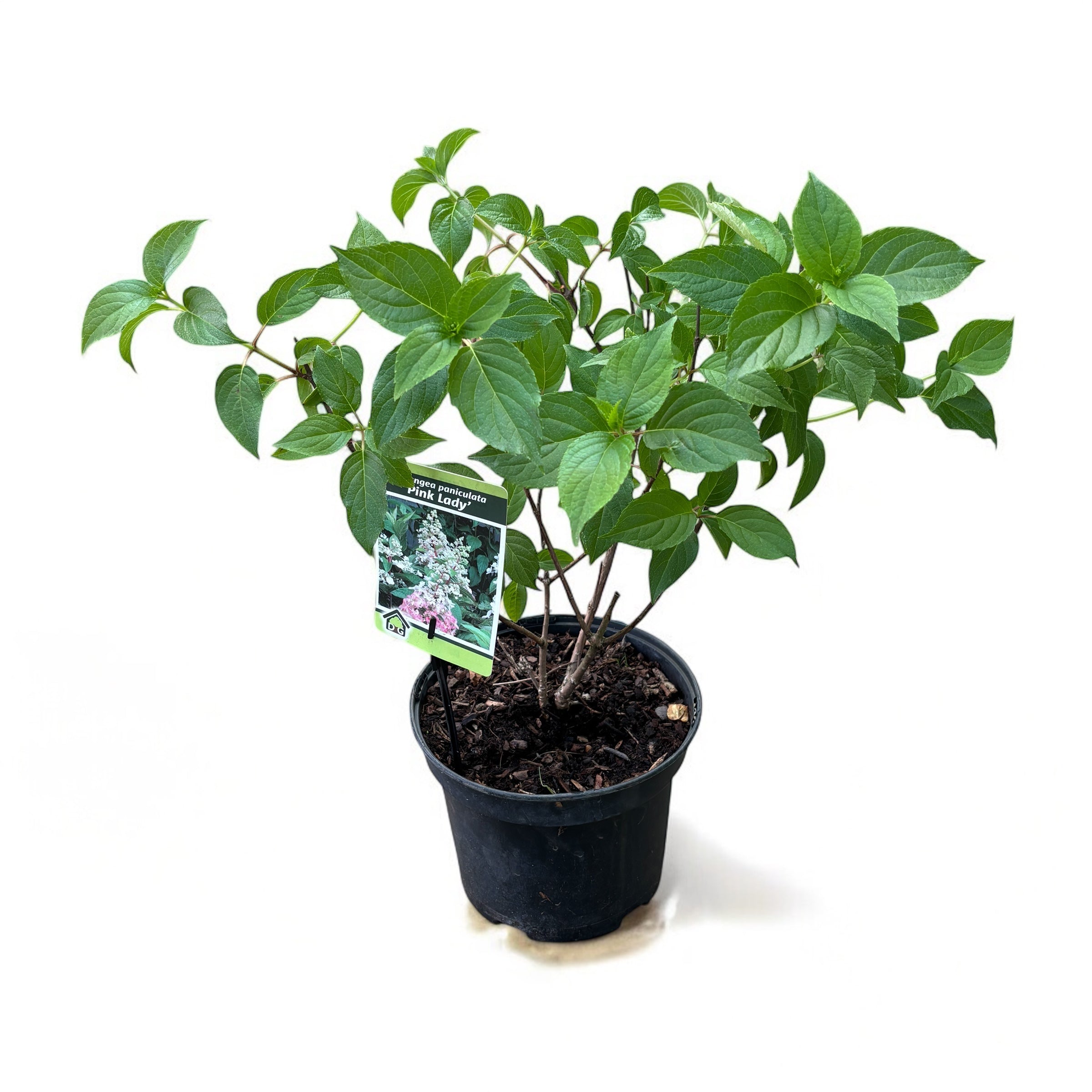 Hortensie arbustiva roz - Hydrangea paniculata 'Pink Lady'