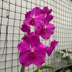 Vanda NITAYA Crystal Pink (Ansu)