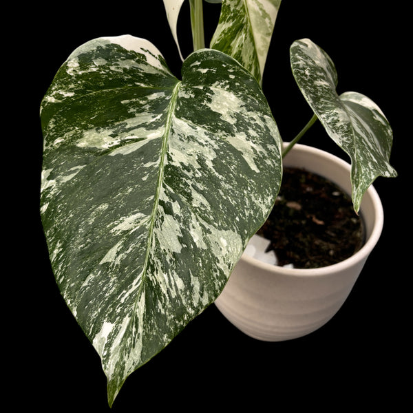 Monstera deliciosa 'Variegata' MDV-06