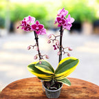 Phalaenopsis Chia E Yenlin (šareni listovi)