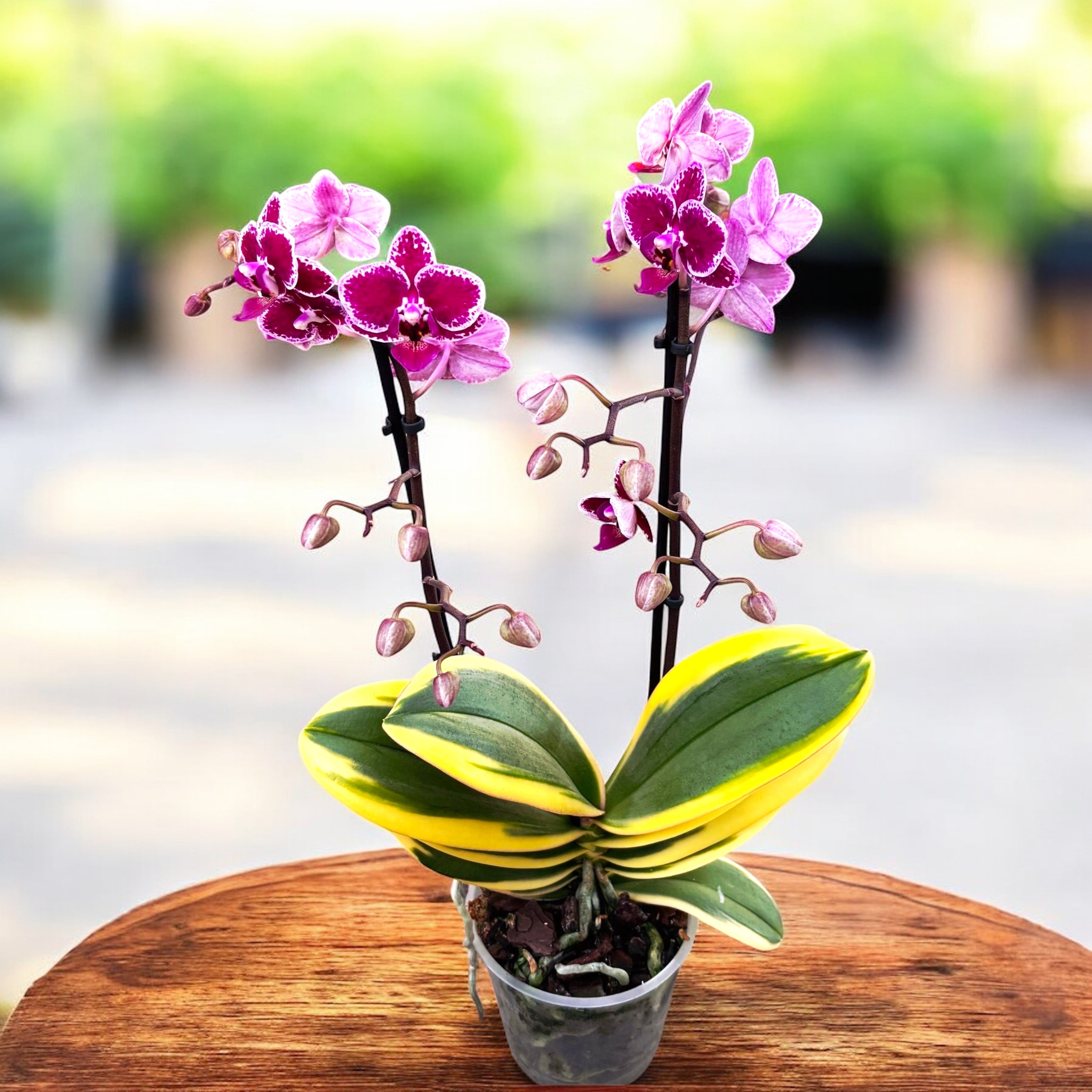 Phalaenopsis Chia E Yenlin (frunze variegate)