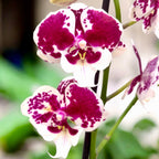 Phalaenopsis 'Untold Stories' stor läpp - unik