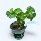 Muscata trandafir - Pelargonium Royal Rosebud 'Dr. Margrethe'