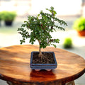 Bonsai Zanthoxylum piperitum – Chinese Pepper, bonsai exotic cu frunzis parfumat