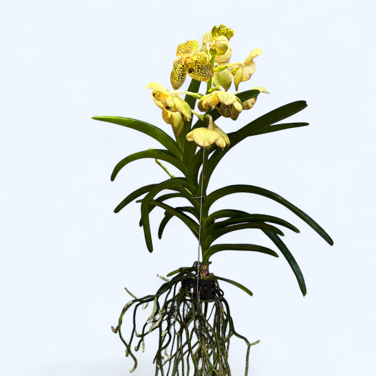 Vanda Sahara Spots (ANSU) - flori semipelorice