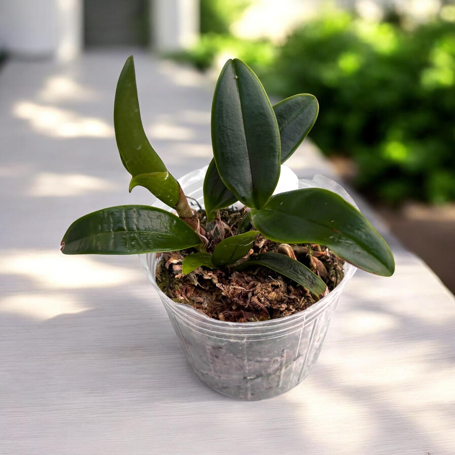 Cattleya violacea var. coerulea 'XWJ'