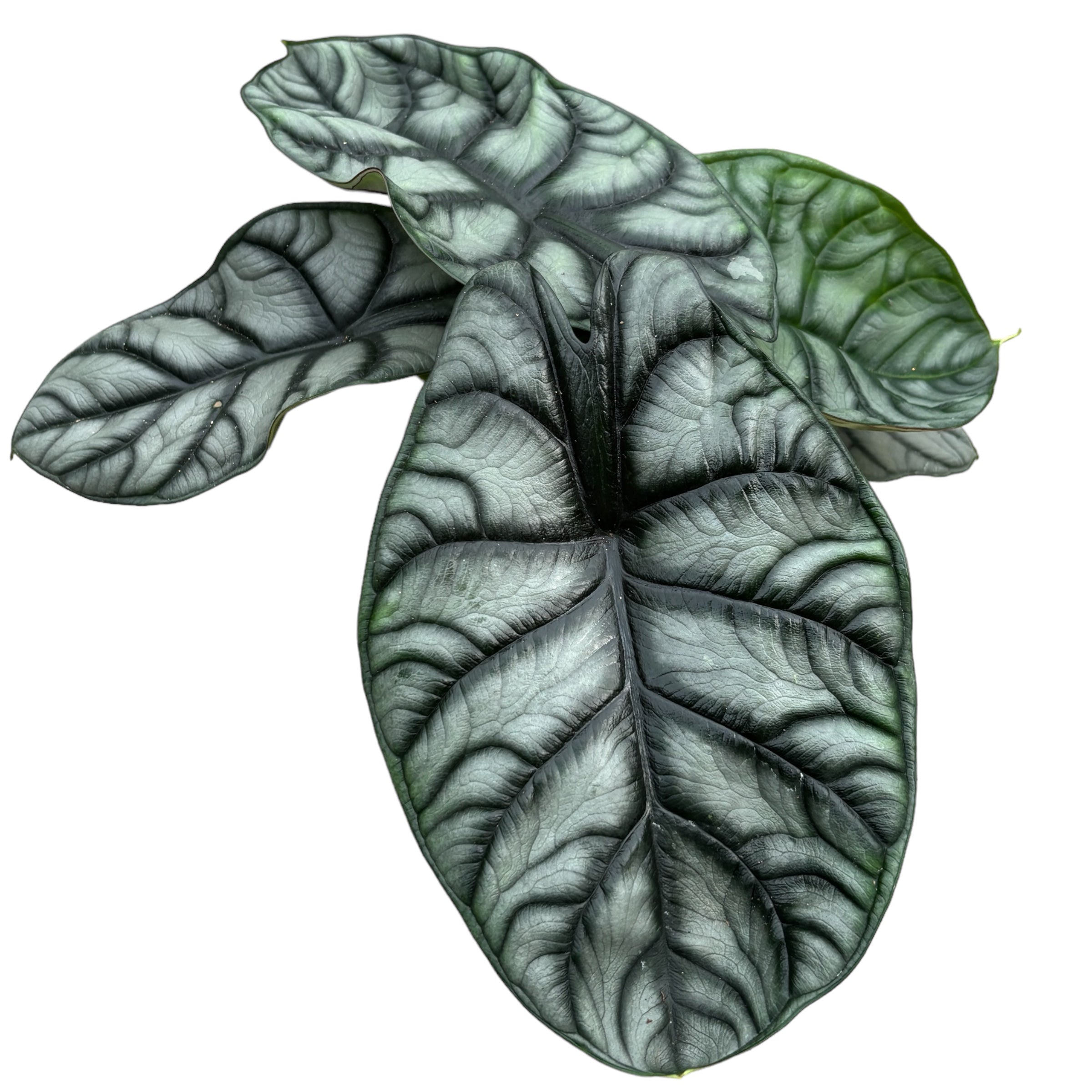 Alocasia 'Silver Dragon'