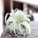 Tillandsia Xerographica - airplant