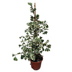 Ficus triangularis 'Sweetheart' variegata