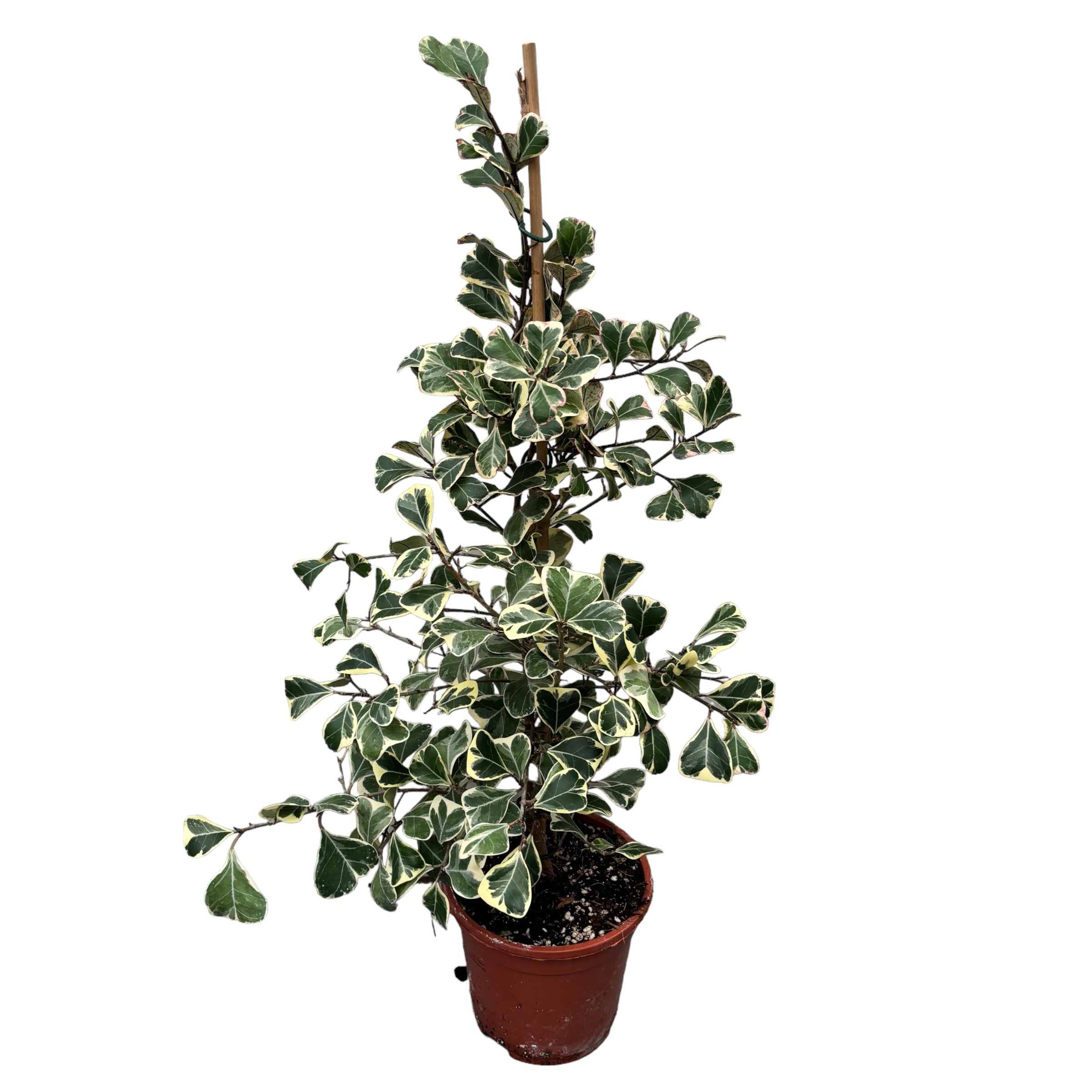 Ficus triangularis 'Sweetheart' variegata