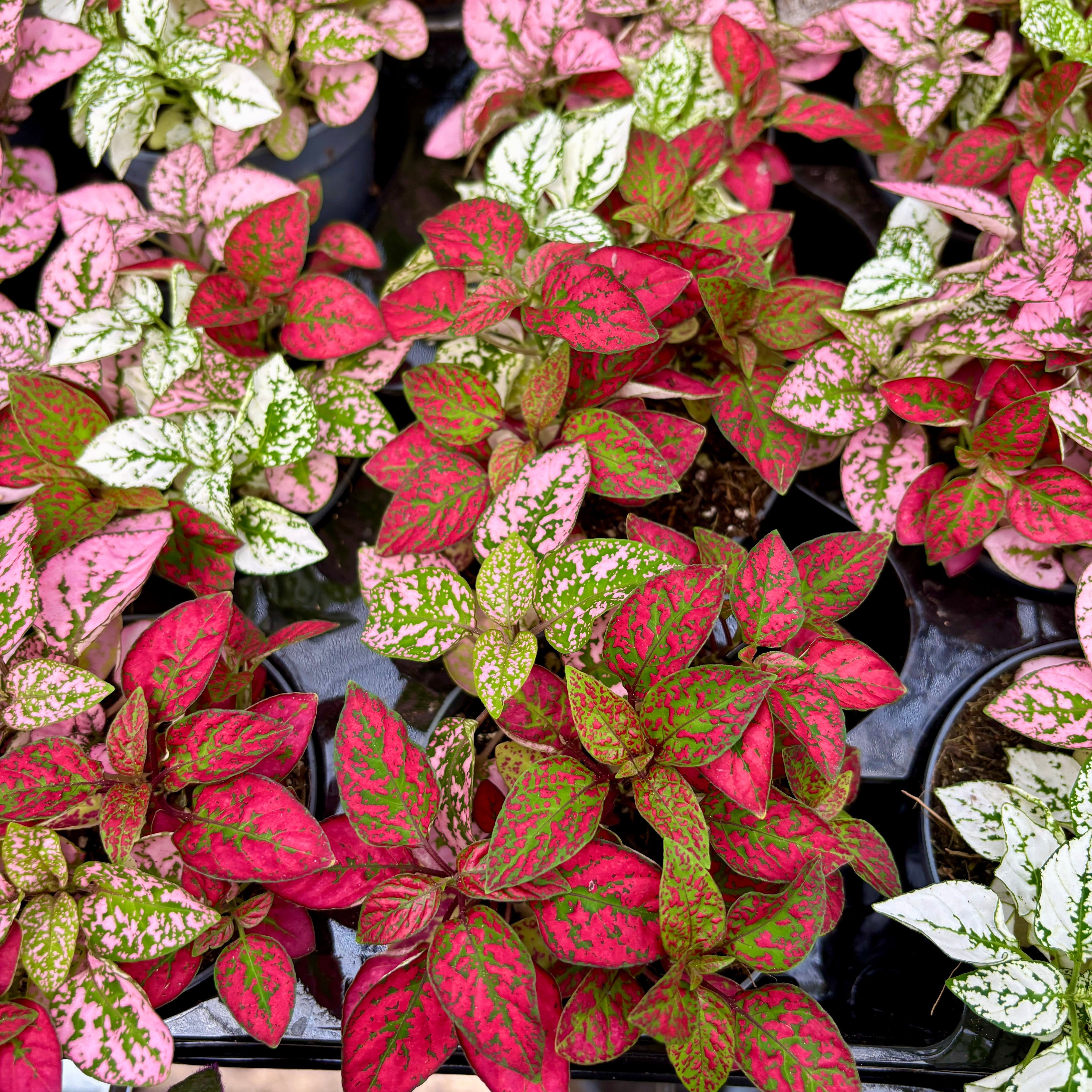 Hypoestes phyllostachya Confetti 2-3 culori/ghiveci