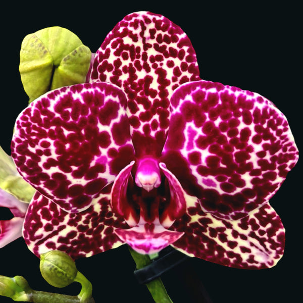 Phalaenopsis Lioulin Wildkatze