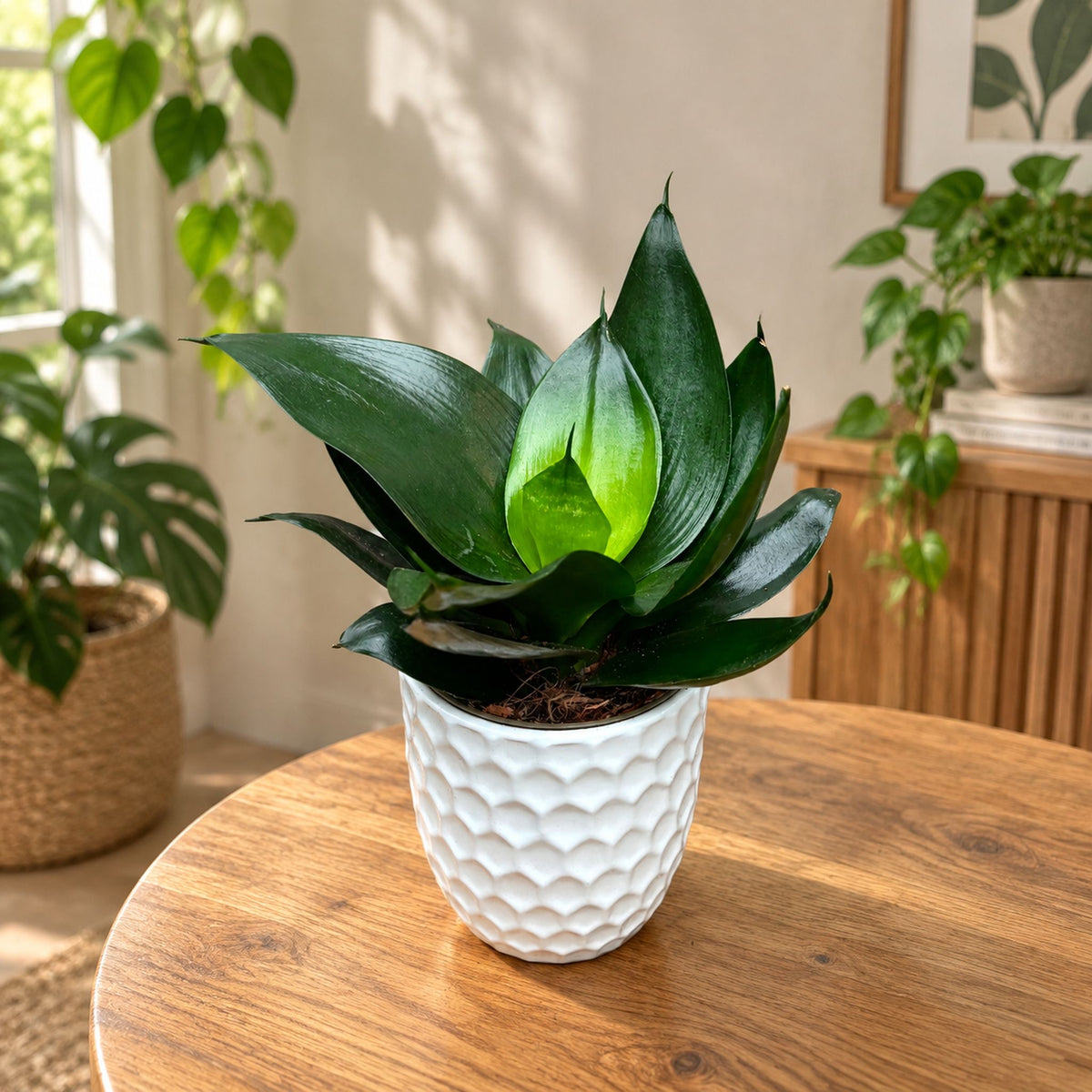 Sansevieria trifasciata 'Black Hahnii'