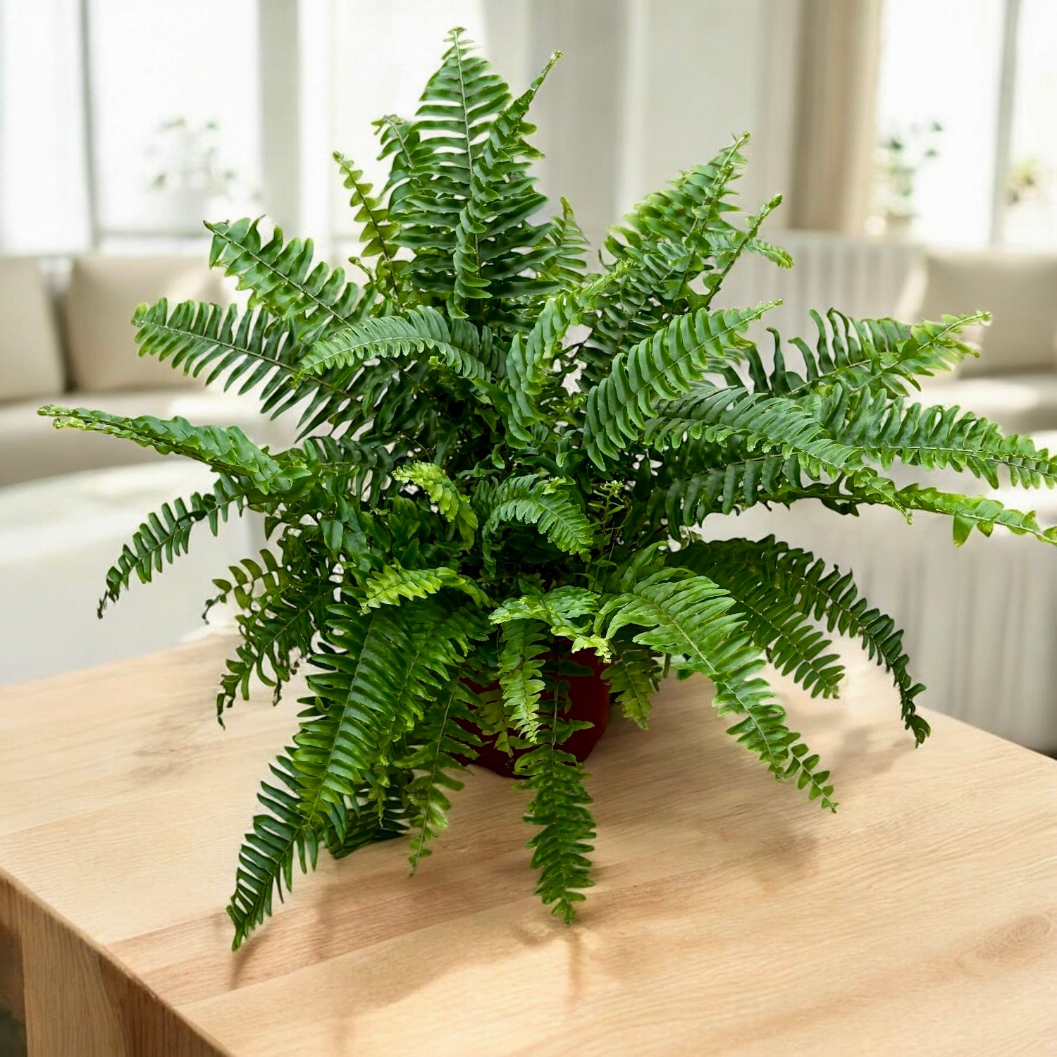 Nephrolepis (feriga de camera) D17 – un strop de verde senzational pentru orice spatiu