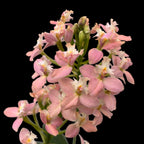 Epidendrum radicans ‘Salmon’