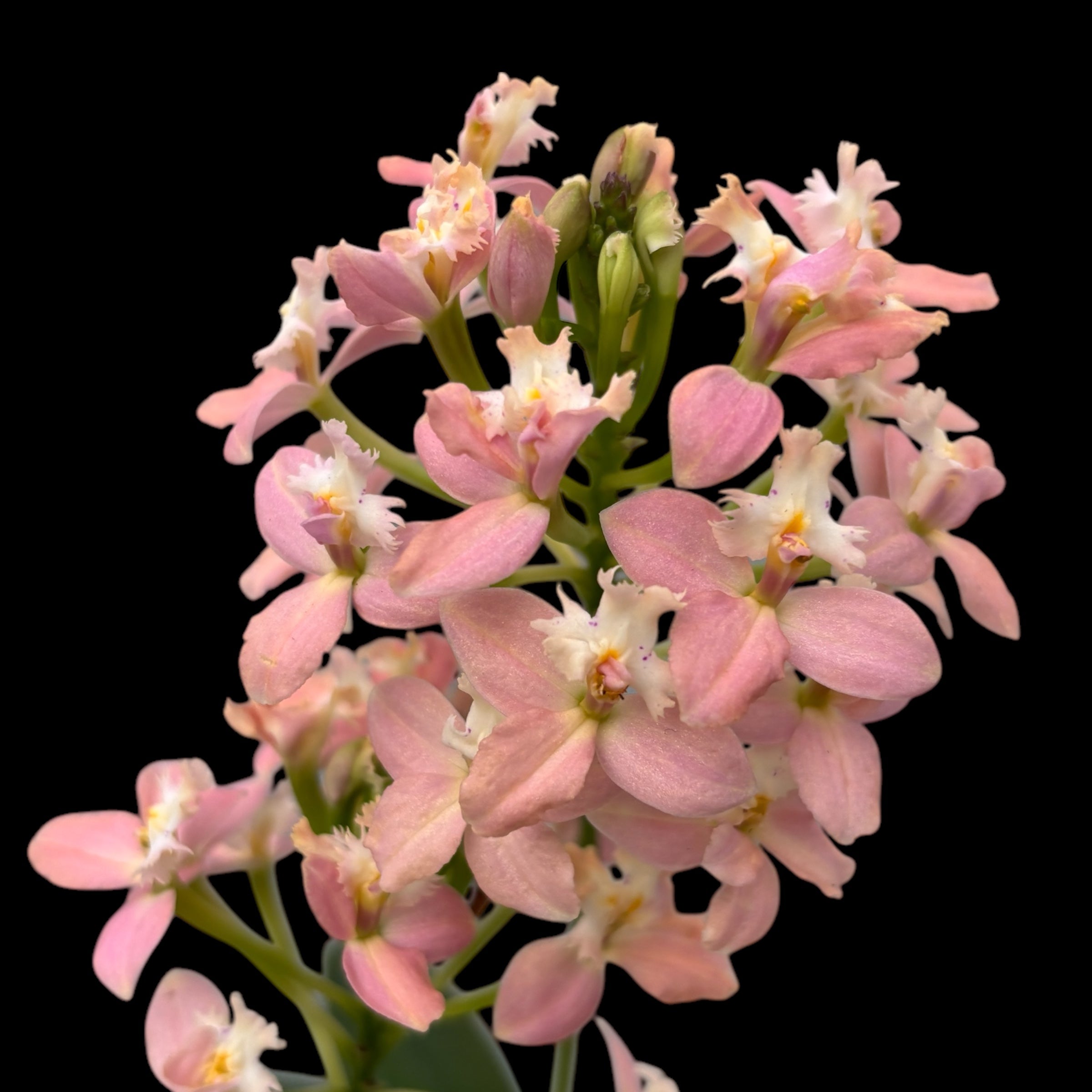 Epidendrum radicans ‘Salmon’