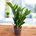 Zamioculcas zamiifolia ‘Pixie’ - varietate compacta