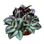 Tradescantia zebrina Violet D9