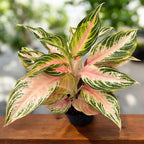 aglaonema pink panama Aglaonema 'Pink Panama'