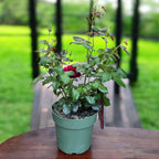 Rosa 'Witchcraft'® - Teehybridiruusu, voimakkaasti tuoksuva