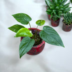 Homalomena rubescens 'Variegata'