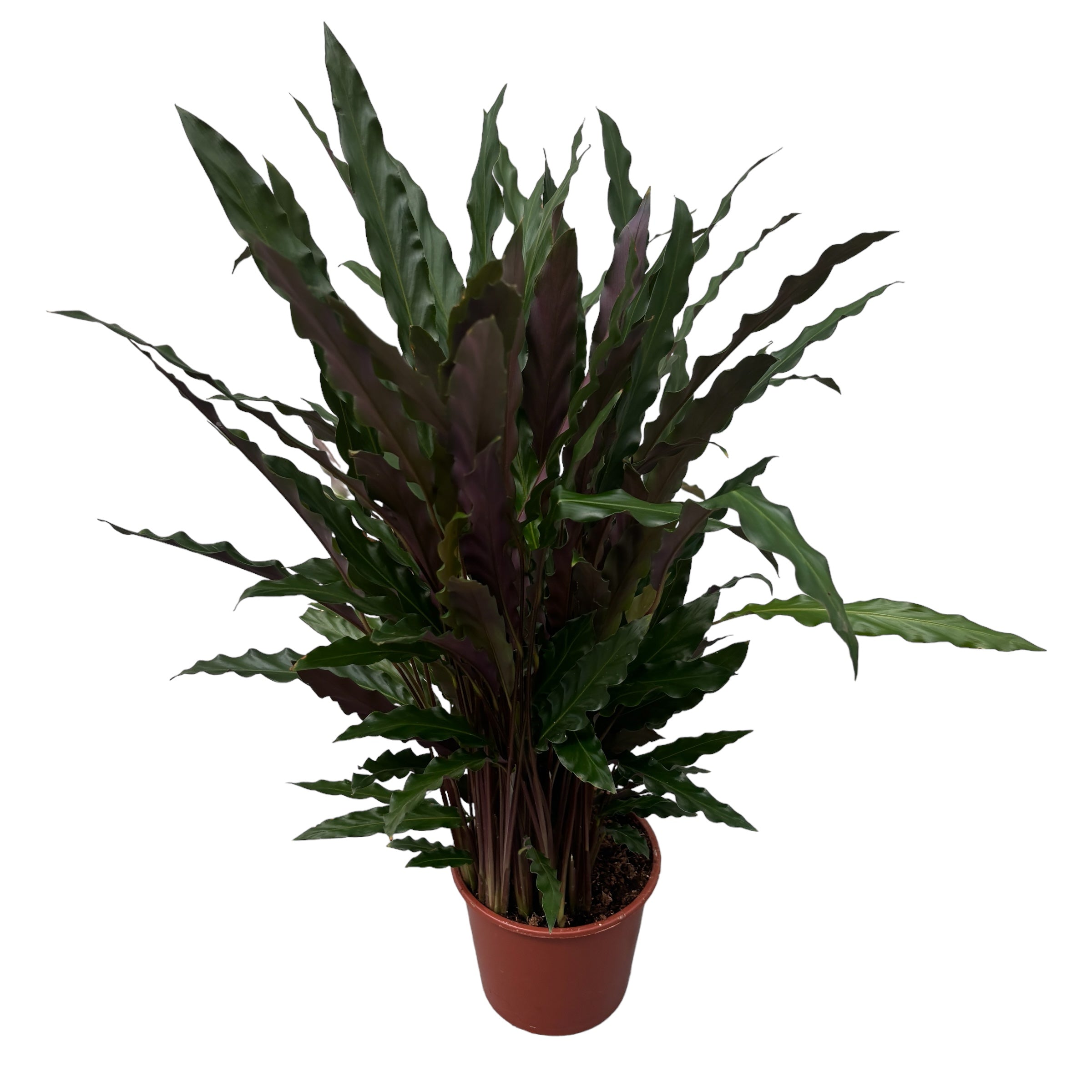 Calathea rufibarba 'Wavestar' - exemplare XL