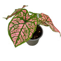 Caladium 'Florida Elise'