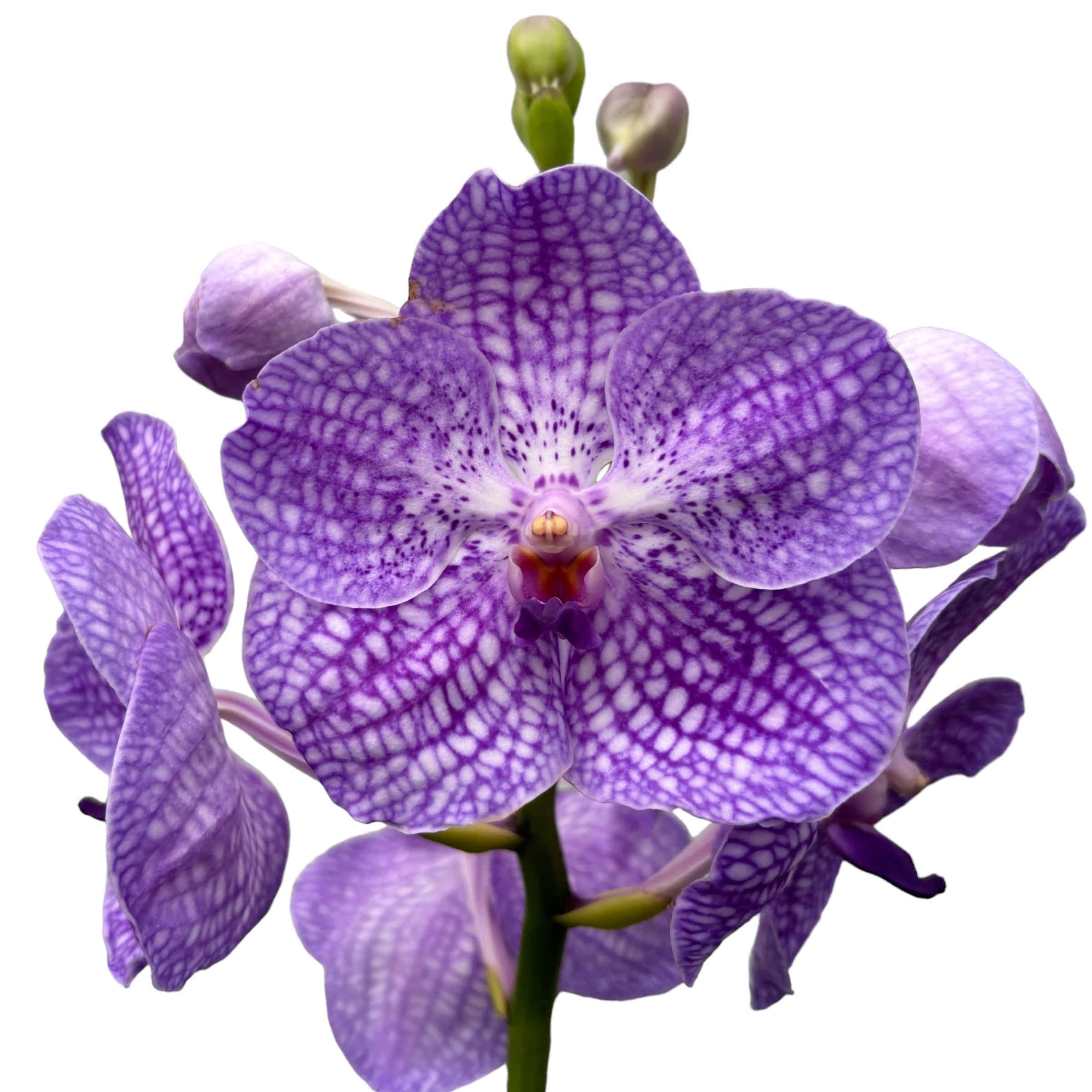 Vanda Kanchana Indigo (Ansu)