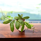 Hoya finlaysonii 'Orabella'