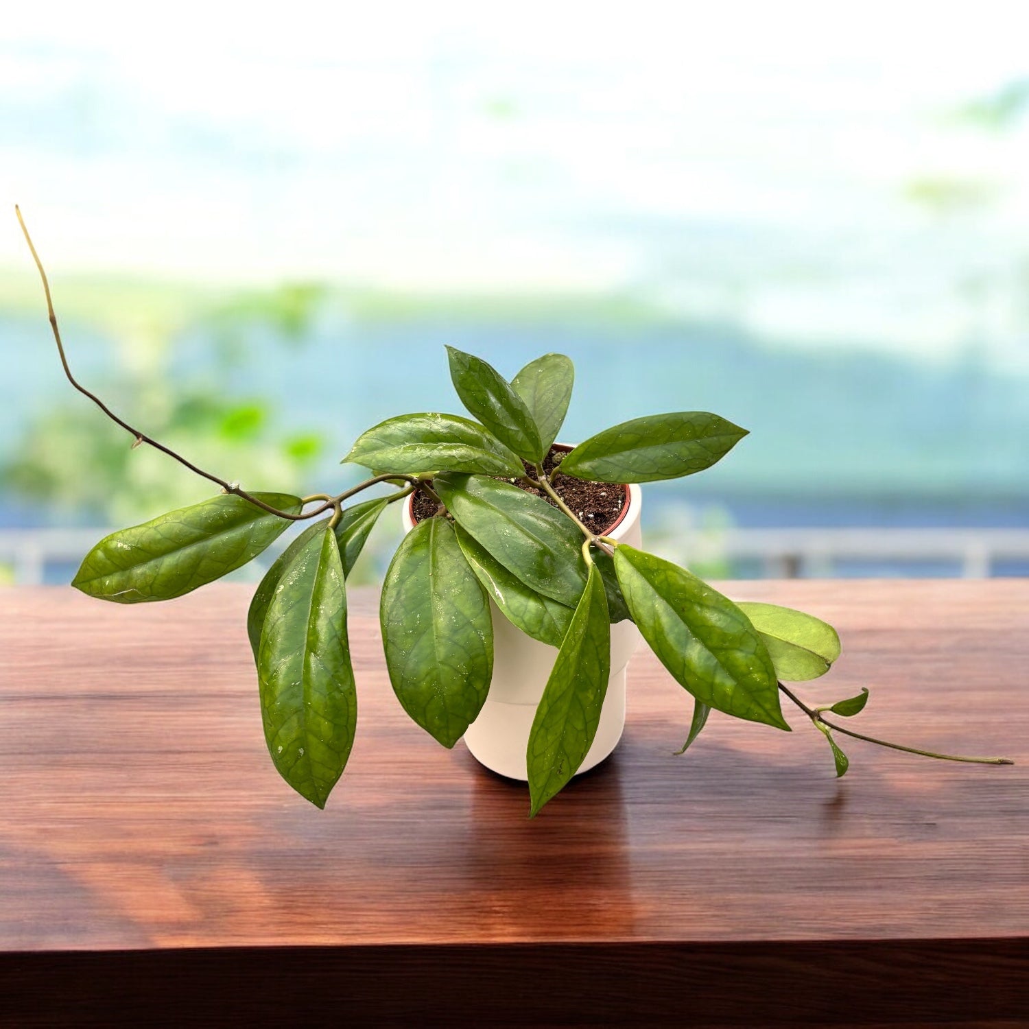 Hoya finlaysonii 'Orabella'