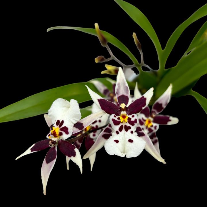 Oncidium (Cyrtocidium) Holm’s Wizard  - white - foarte parfumat!