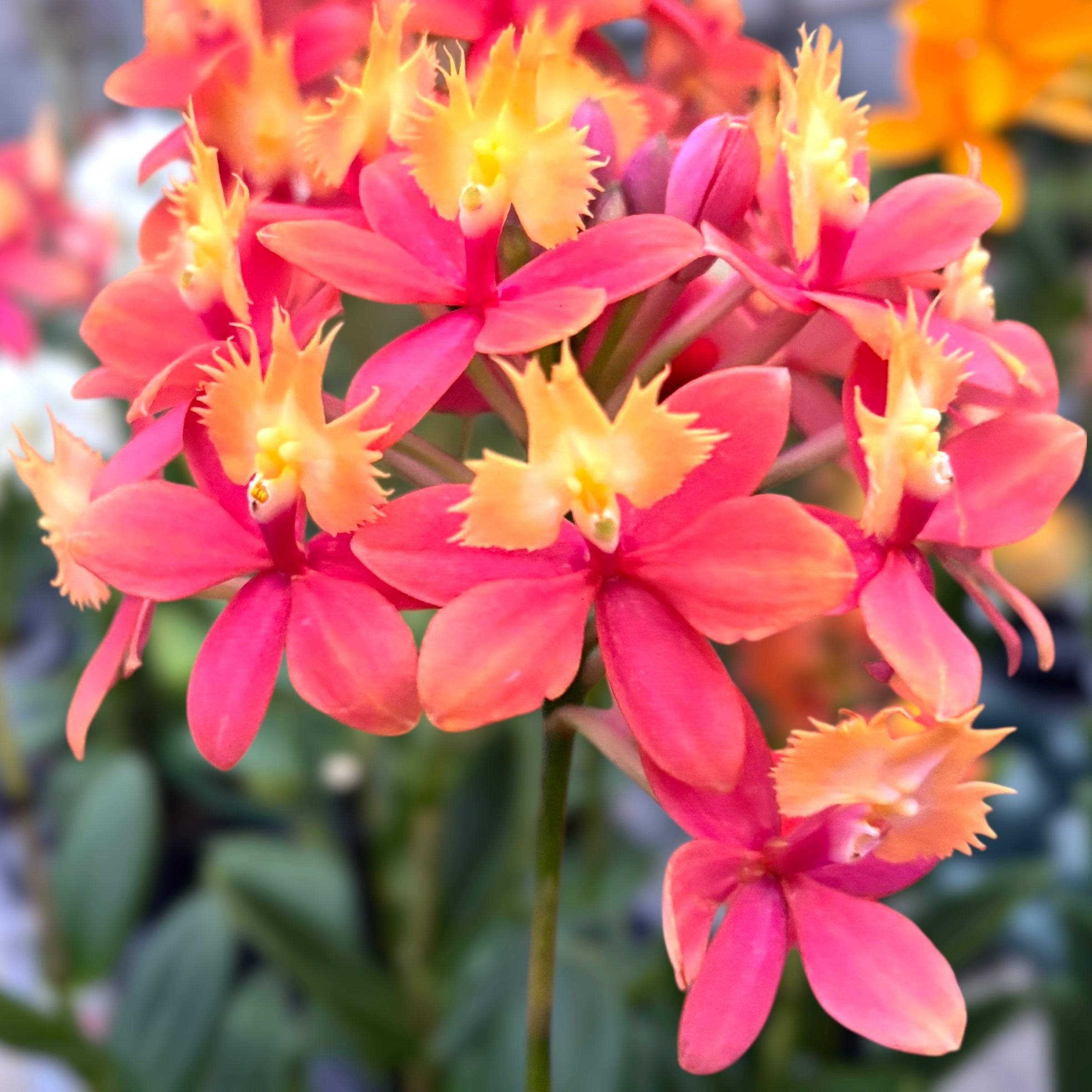 Epidendrum radicans ‘Orange-Yellow’ - exemplare XL D15