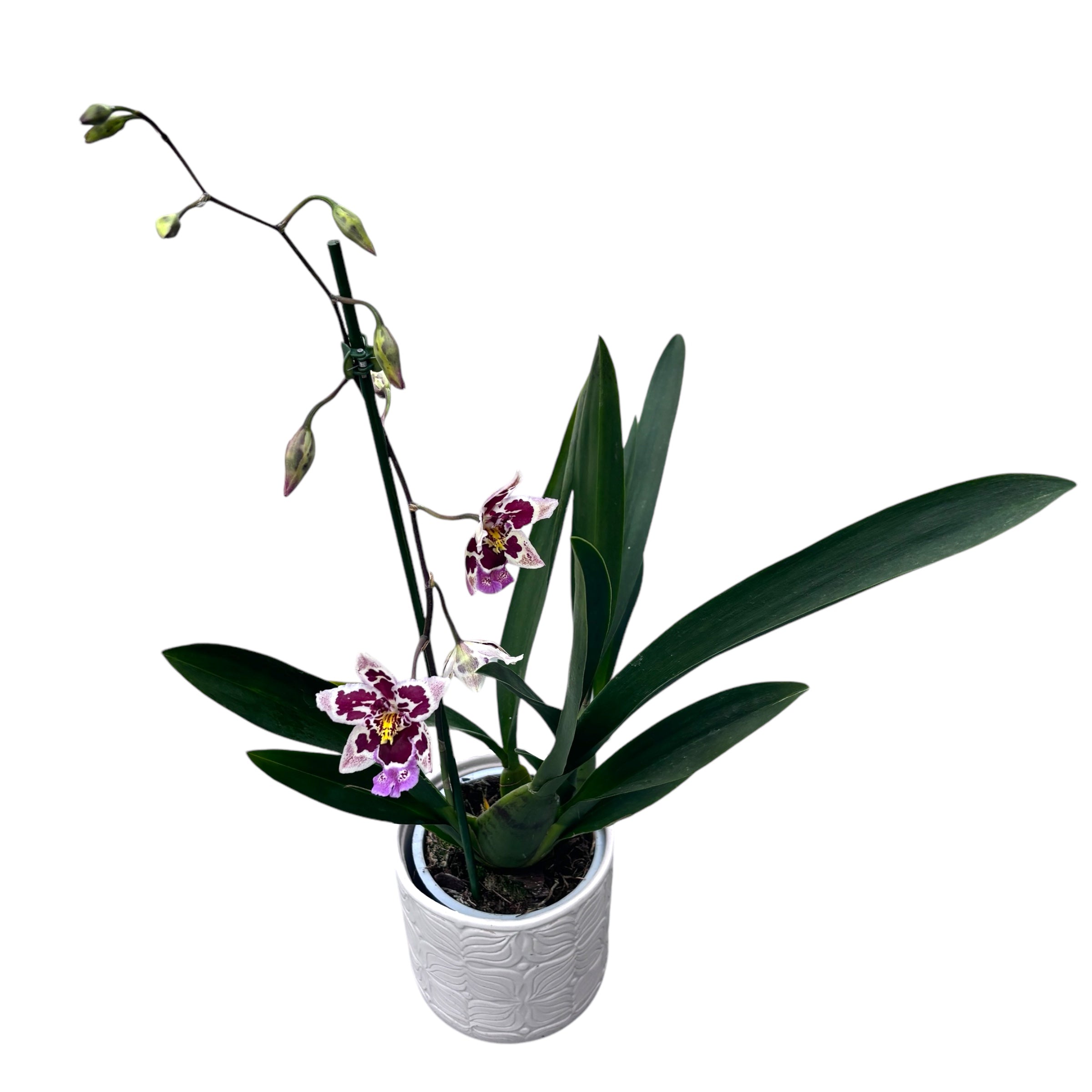 Odontoglossum Roy Witwer fragrant