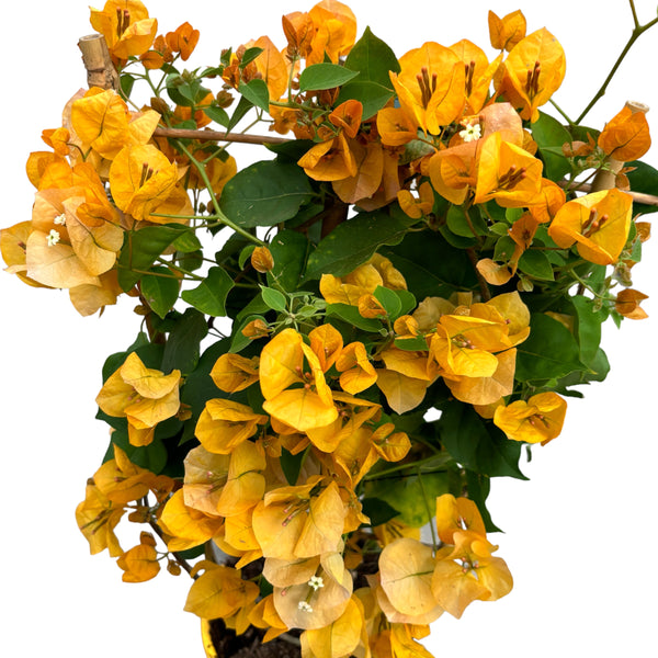 Bougainvillea 'Dania Yellow' - Floarea de hartie
