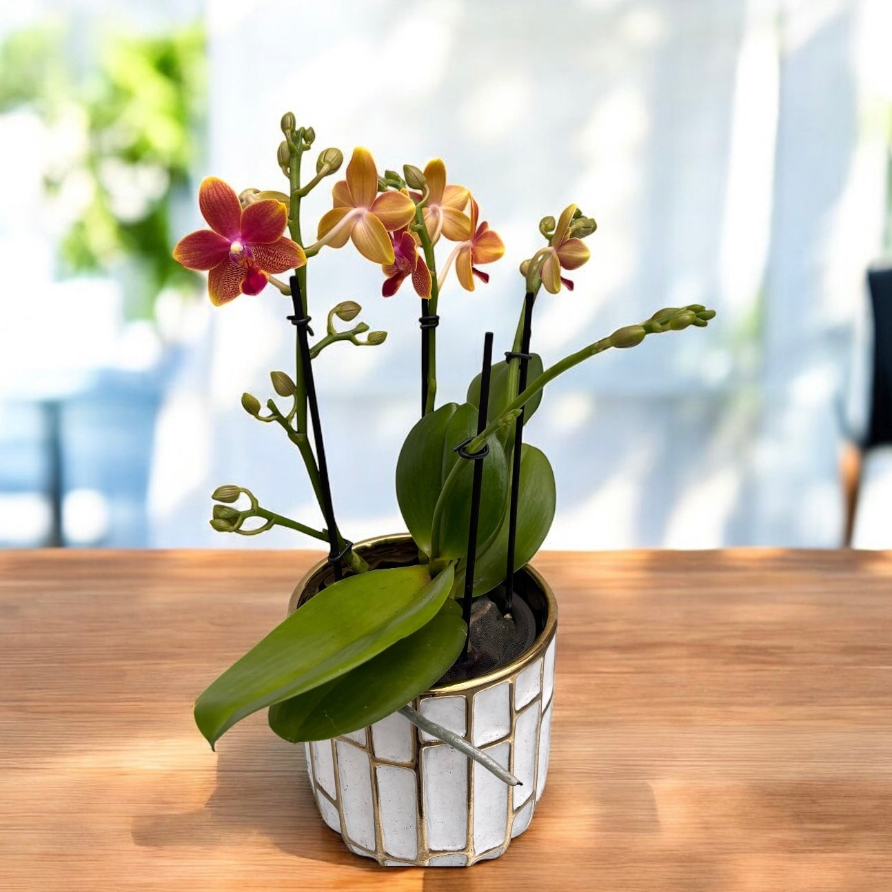 Phalaenopsis I-Hsin Golden Tangerine Ice - flori parfumate