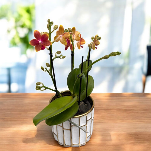 Phalaenopsis I-Hsin Golden Tangerine Ice (Aromio Tropical) - flori parfumate