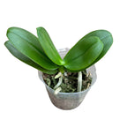 Phalaenopsis Tying Shin Jaguar