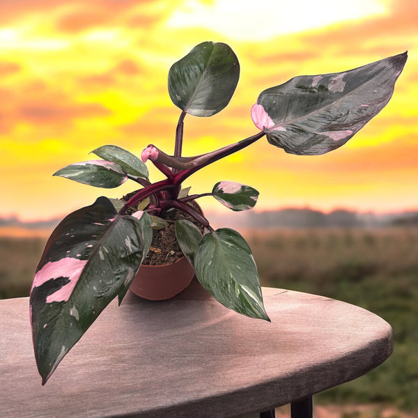 Philodendron 'Pink Princess' - große Exemplare D12